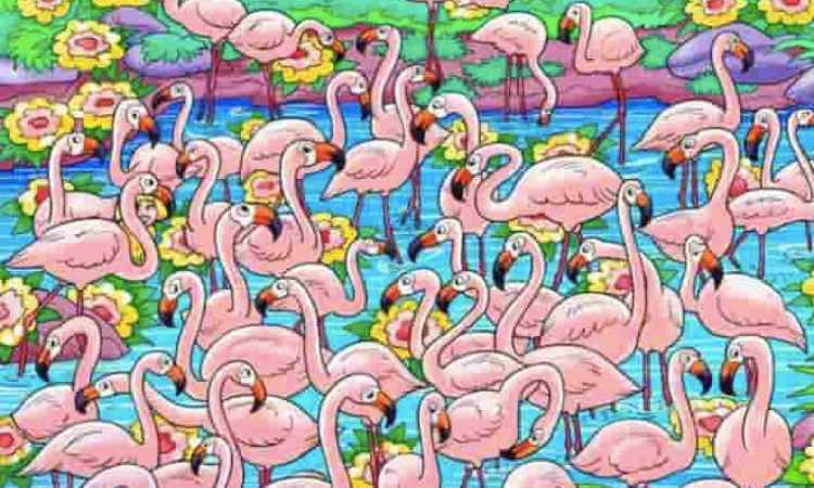 Test che vede come protagonisti degli splendidi fenicotteri rosa. Osserva l'immagine vedi l'intruso?