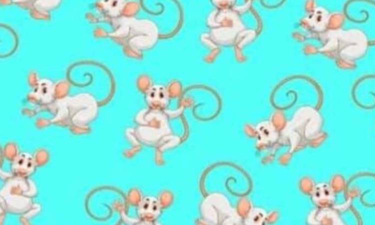 Test, riesci a trovare il topino diverso in 5 secondi? E' impossibile, prova!