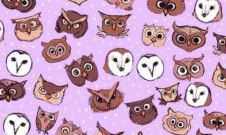 Test, do you see the butterfly among the owls?  You're a myth!