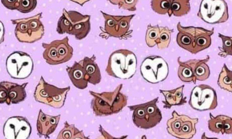 Test, do you see the butterfly among the owls? You're a myth!