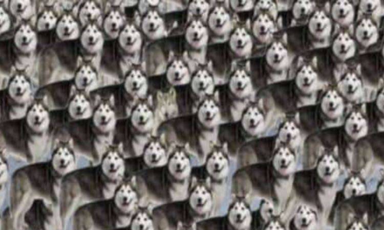 Test: trova i lupi tra gli Husky in 15 secondi, impossibile!