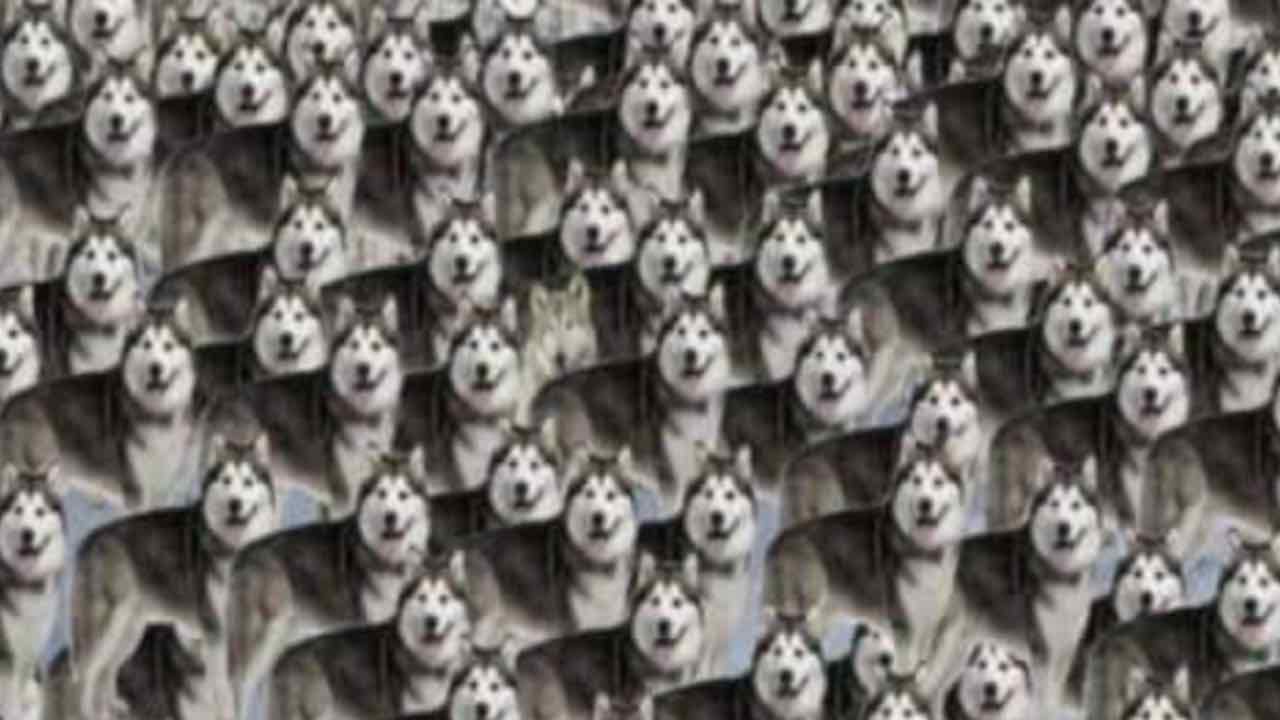 Test: trova i 3 lupi tra gli Husky in 15 secondi, è impossibile!