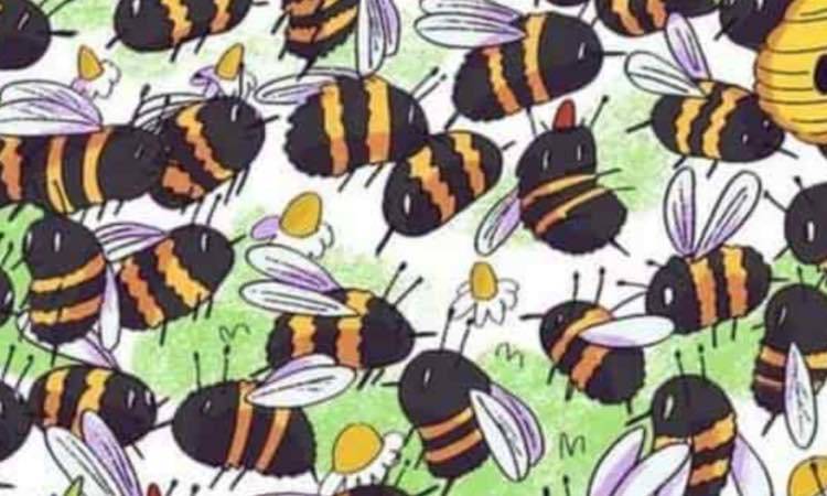 Test impossibile: trova l'orso tra le api
