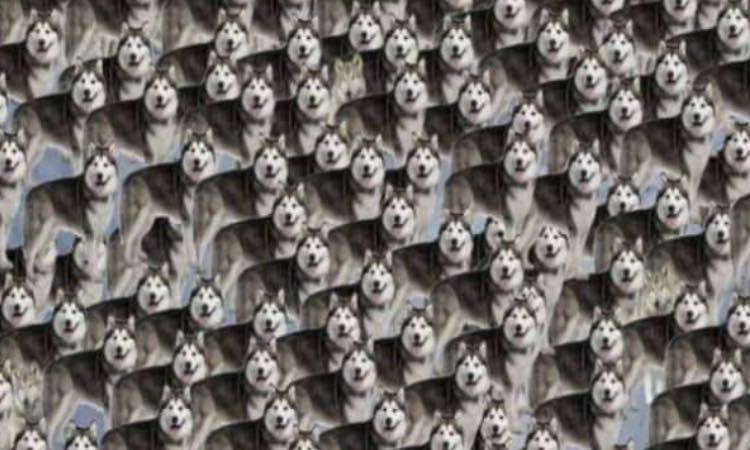 Test: trova i lupi tra gli Husky in 15 secondi, impossibile!