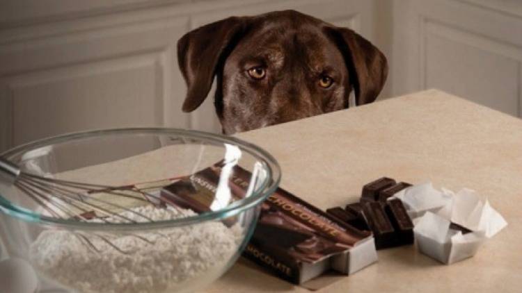Cioccolato, pericolosissimo per i cani