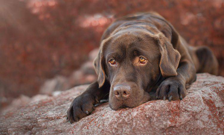 Ecco cosa fare nel caso in cui il cane ingerisca del cioccolato