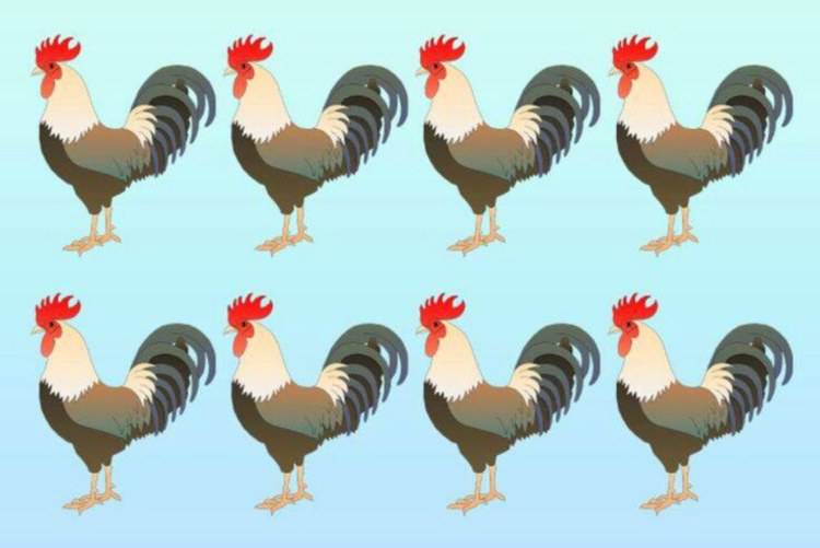 Test: trova il gallo diverso