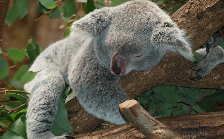 test.koala_leggilo.org_22.01.2022