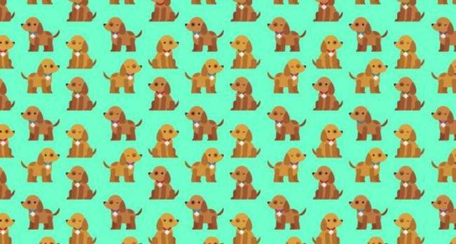Test: trova il cane senza la sua medagliette, impossibile!