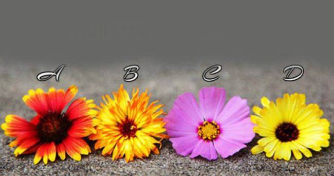 Test: Scegli un fiore e ricevi un messaggio importantissimo