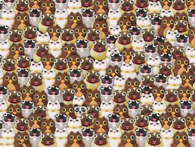 Test visivo: Vedi il panda tra carlini, gatti e gufi? Prova!
