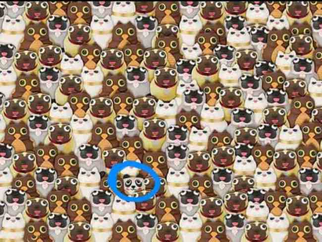 Test visivo: Vedi il panda tra carlini, gatti e gufi? Prova!