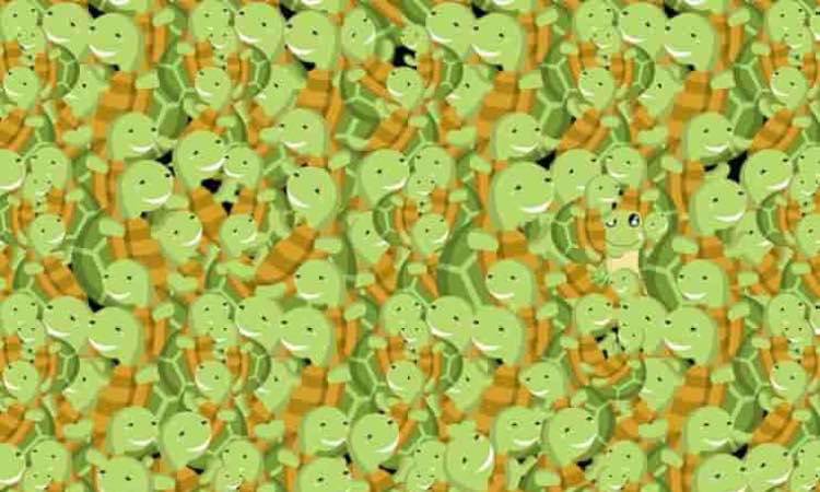 Test: trova l'intruso tra le tartarughe in 5 secondi, è impossibile