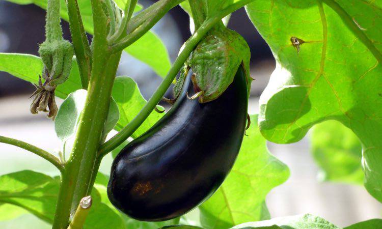Melanzane, sono un frutto o una verdura?