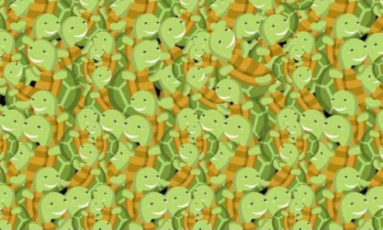 Test: trova l'intruso tra le tartarughe in 5 secondi, è impossibile