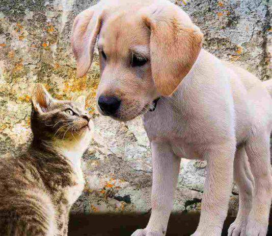 bonus cani gatti 2022