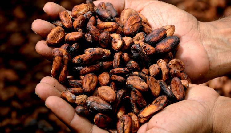 Cacao e dimagrimento, funziona davvero ? (Pixabay)