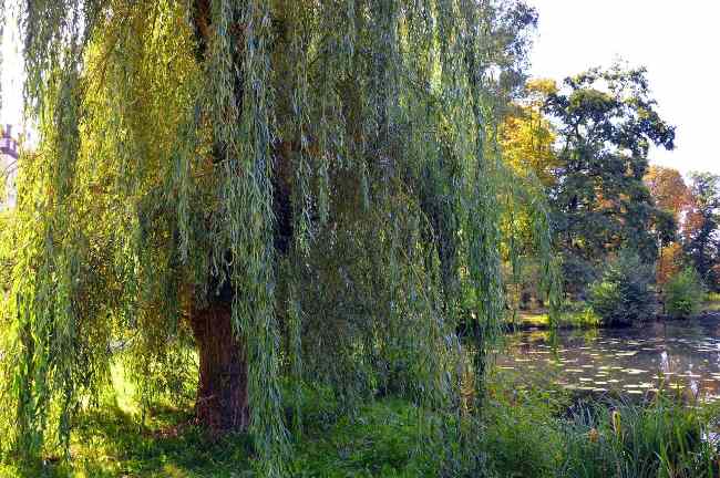 antinfiammatori naturali