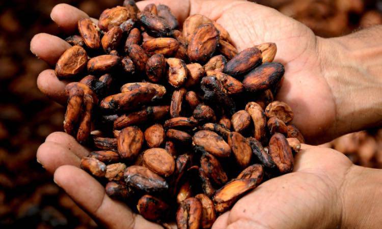 Cioccolato, nuovo effetto benefico. Ecco lo studio