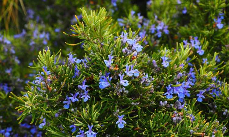 Rosmarino, sapevi che i fiori sono commestibili!