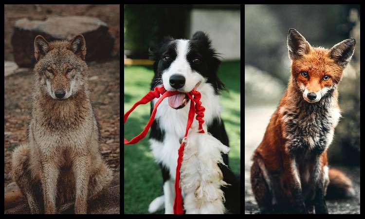 Test della personalità, scegli un'animale ecco il tuo vero istinto