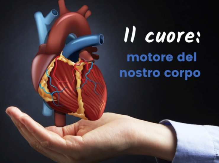Il cuore, motore del corpo