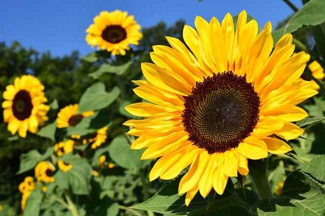 Panini girasole: buonissimi e super veloci, oltre che belli!