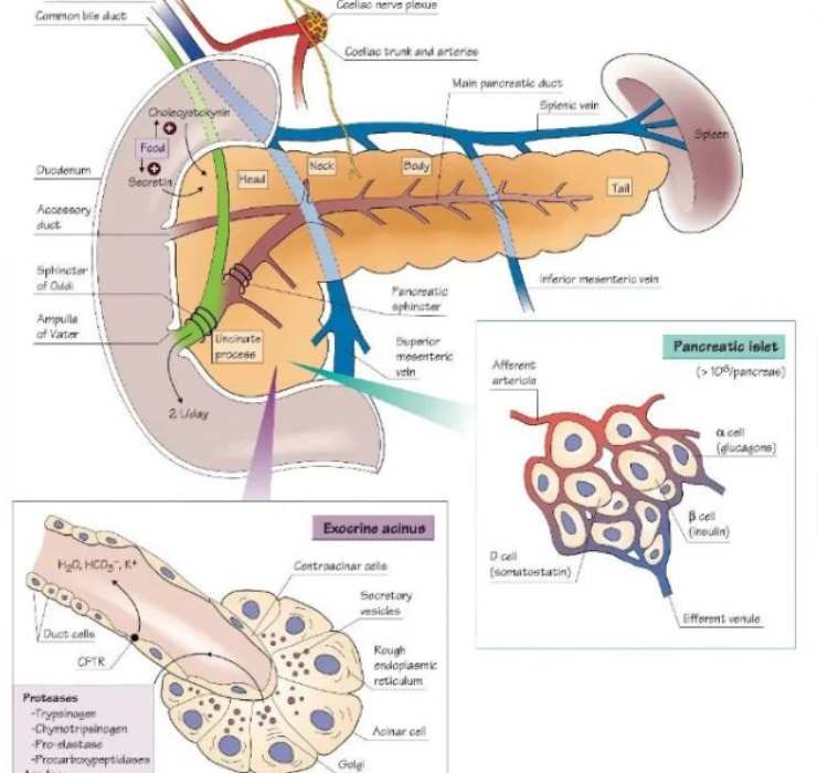 Pancreas