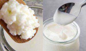 Kefir Yogurt differenze 