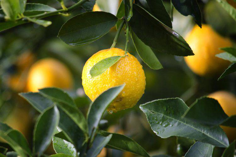 Limone bollito, il metodo infallibile (Pixabay)