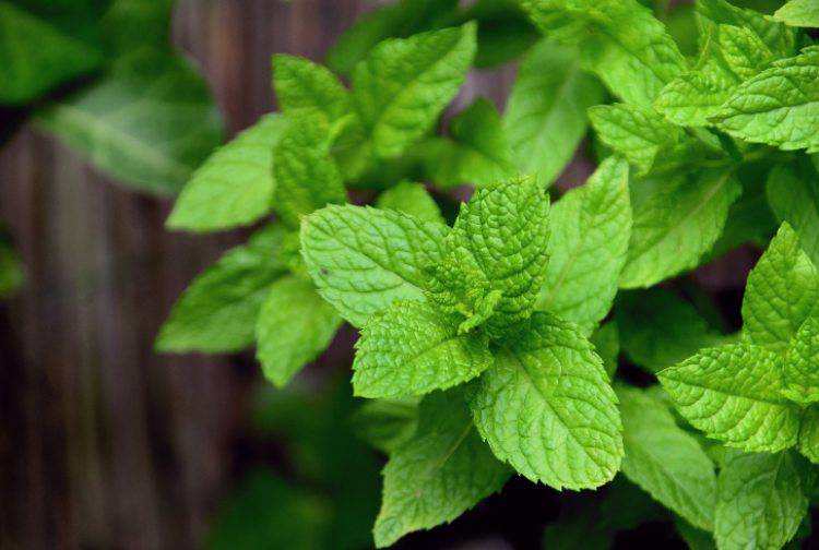 Menta: dannosa per la digestione (Pixabay)