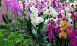 orchidee trucco farle crescere velocemente