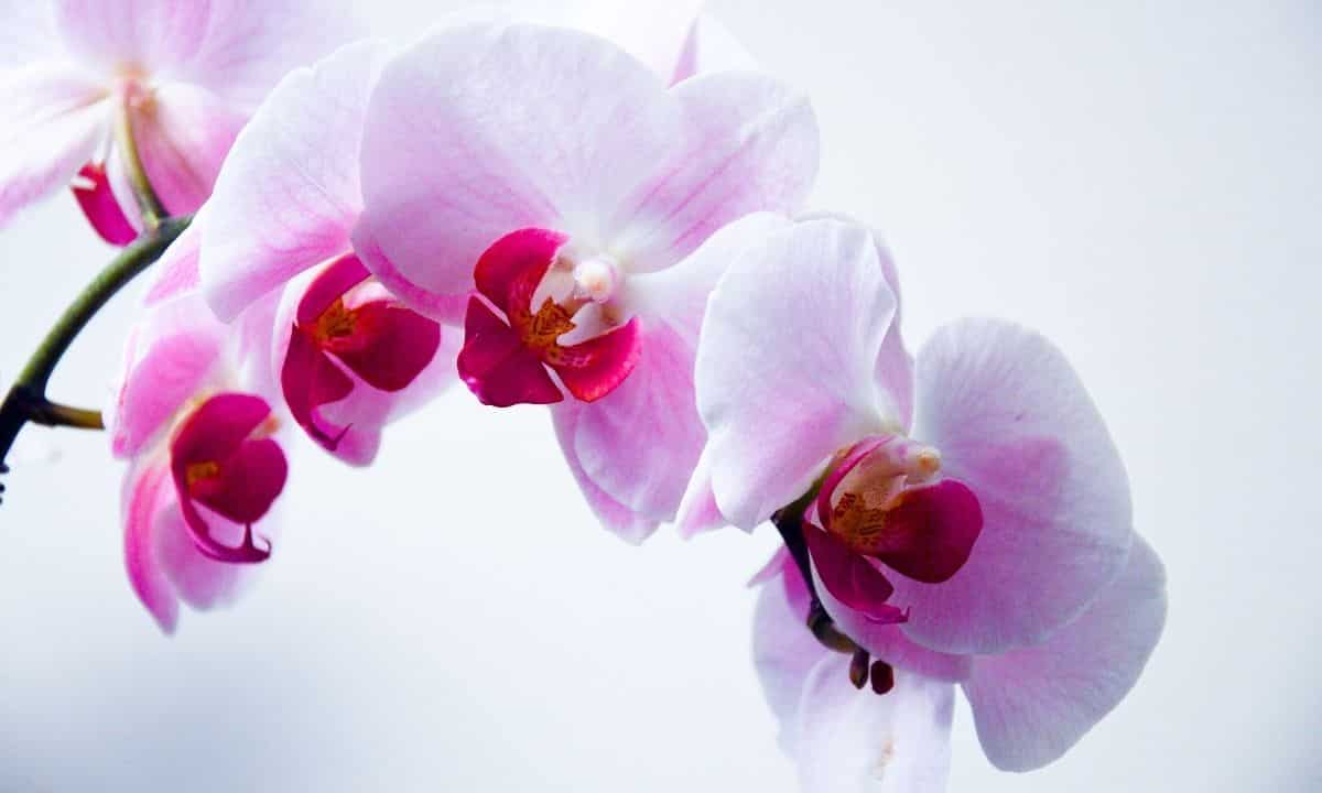orchidee trucco farle crescere velocemente