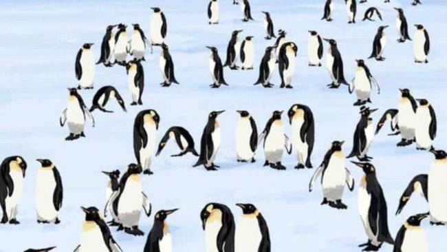 test pinguini diversi