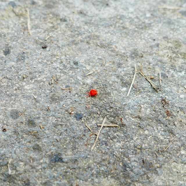 Ragnetti rossi ecco come allontanarli dal terrazzo velocemente