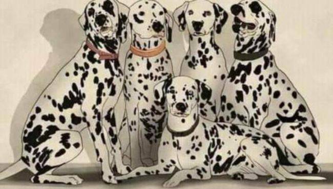 test animale nascosto