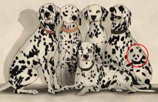 test animale nascosto