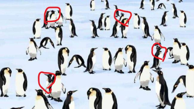 test pinguini diversi