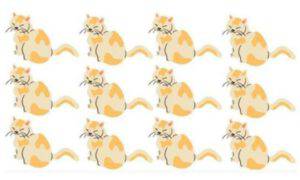 test visivo gatto diverso