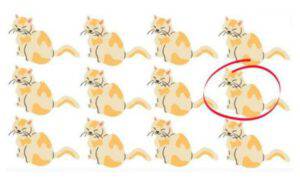 test visivo gatto diverso