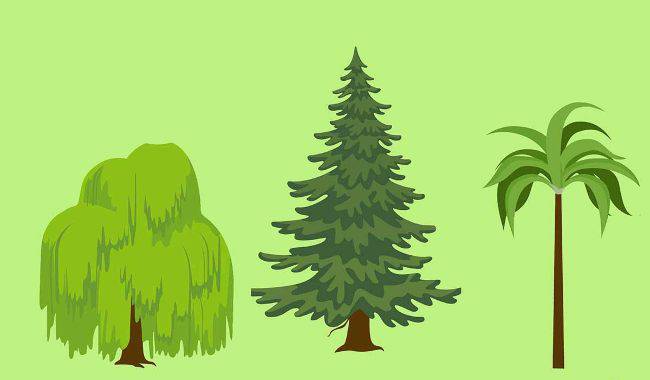 Test: scegli una pianta e scopri la tua vera natura