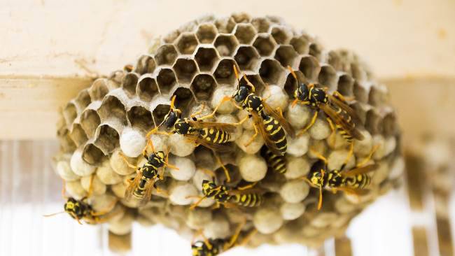 vespe api come allontanarle