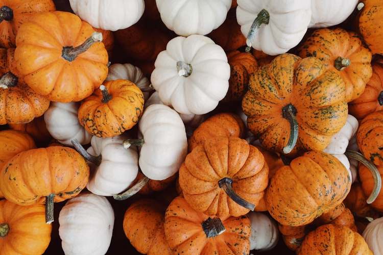 Zucca: rimedio naturale contro ansia e stress (Pixabay)