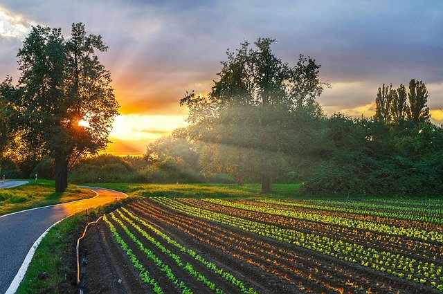 Fagiolini: l'ortaggio che fa bene al colesterolo e alla vista