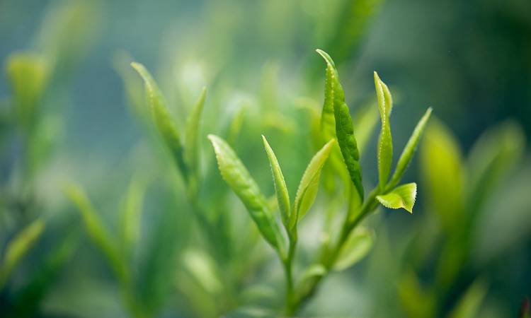 Dieta, ecco una tisana super efficace per depurare l'organismo