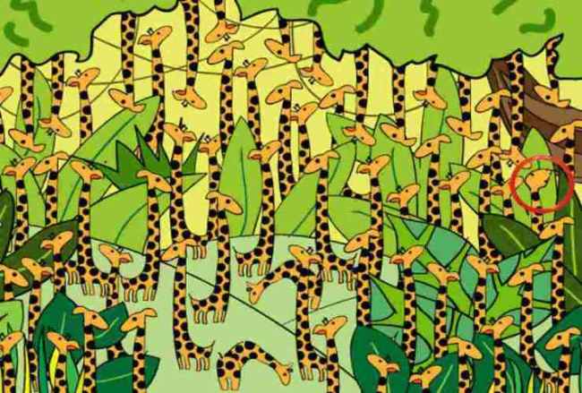 test serpente giraffe