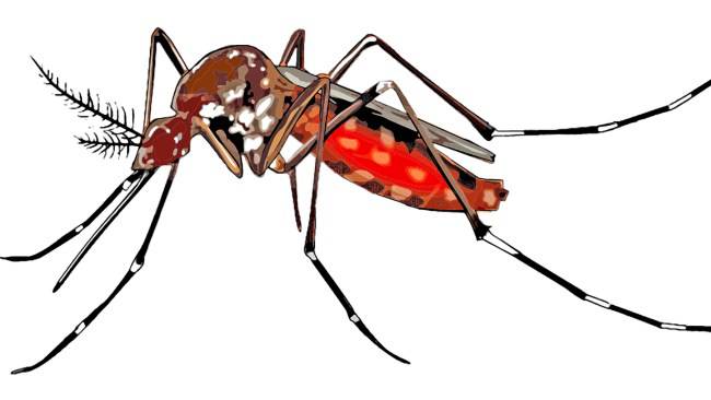 zanzare rimedi naturali