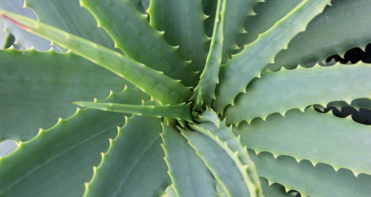 Aloe vera