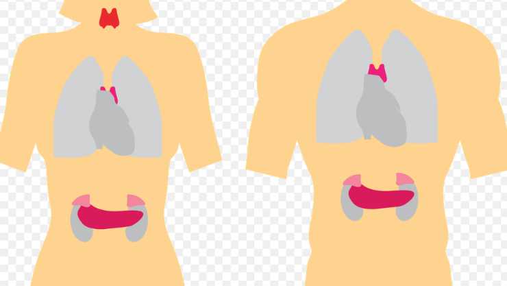 Cancro al pancreas