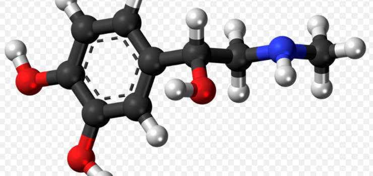 Gli ormoni e il metabolismo
